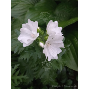 Ślaz piżmowy - Malva moschata