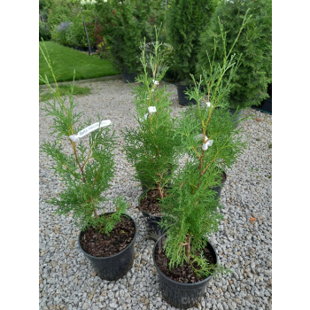 Żywotnik zachodni Malonyana-Thuja occidentalis