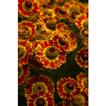 Dzielżan ogrodowy Mariachi Fuego - Helenium x hybridum