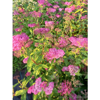 Tawuła japońska Neon Flash-Spiraea japonica
