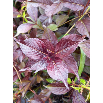 Krzewuszka cudowna Black Ruby-Weigela florida