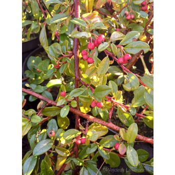 Irga Dammera Cardinal-Cotoneaster dammeri