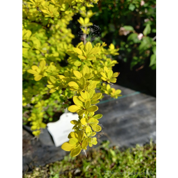 Berberys Thunberga Sunsation-Berberis thunbergii
