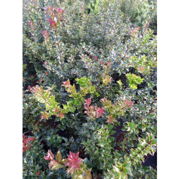 Ostrokrzew Red Beauty-Ilex