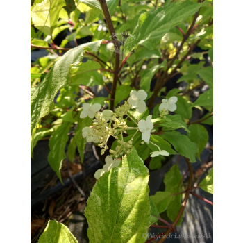 Hortensja bukietowa Summer Snow-Hydrangea paniculata