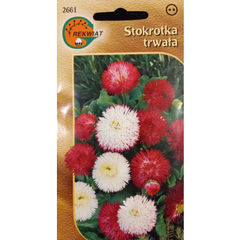 Stokrotka trwała