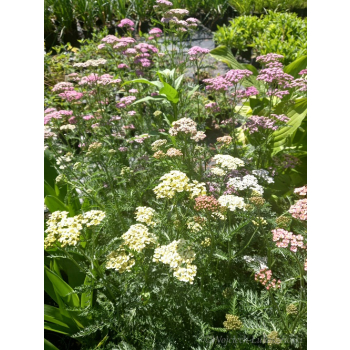 Krwawnik pospolity - Achillea millefolium Colorado