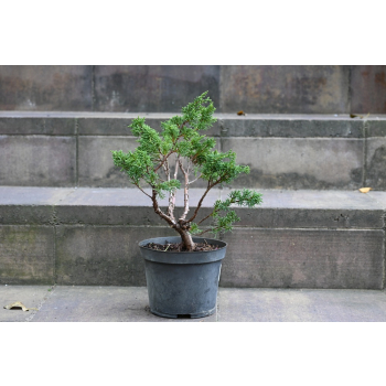 Jałowiec chiński Shimpaku - Juniperus chinensis 0085