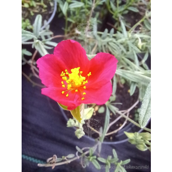 Posłonek-Helianthemum mutabile