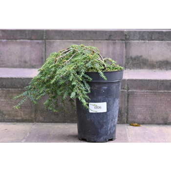 Choina kanadyjska Cole's Prostrate -Tsuga canadensis 0006