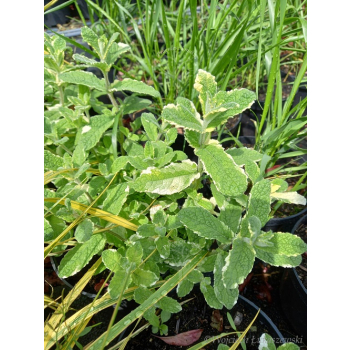 Mięta ananasowa-Mentha rotundifolia