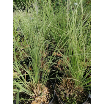 Przyostnia Lindheimera - Muhlenbergia Lindheimeri