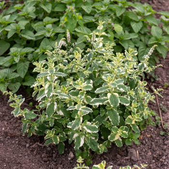 Mięta Variegata - Mentha rotundifolia