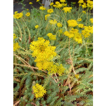 Rozchodnik ościsty-Sedum reflexum