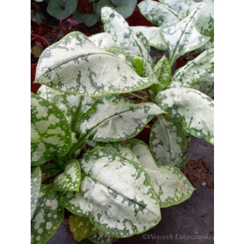 Miodunka-Pulmonaria Moonshine