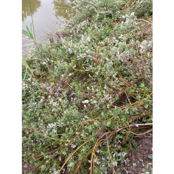 Wierzba fińska-Salix x finmarchica