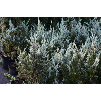 Jałowiec skalny Moonglow - Juniperus scopulorum