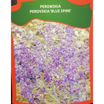Perowskia Blue Spire-Perovskia