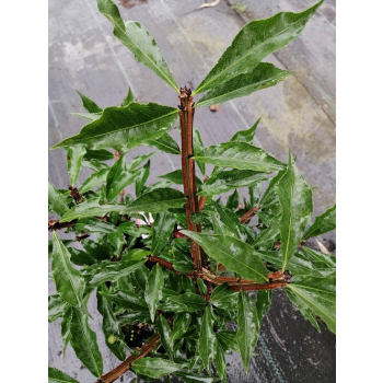 Trzmielina oskrzydlona Blade Runner-Euonymus alatus