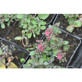 Rozchodnik naskalny Bertram Anderson - Sedum hybridum