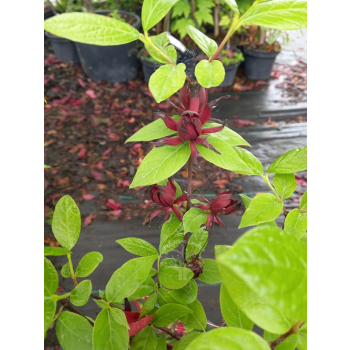 Kielichowiec wonny-Calycanthus floridus