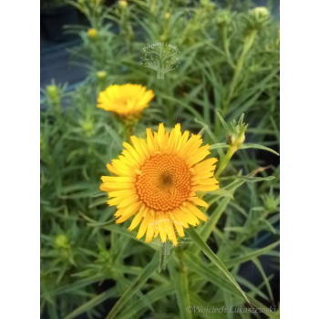 Oman wąskolistny - Inula ensifolia Compacta