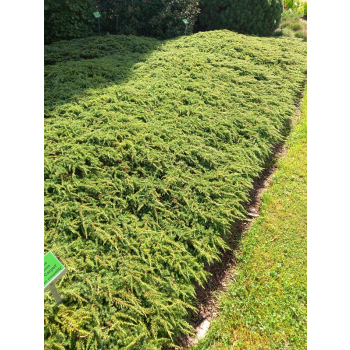 Jałowiec pospolity Green Carpet - Juniperus communis