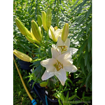 Lilia azjatycka Ivory Pixie-Lilium asiatic