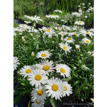 Złocień wielki Silver Princess-Leucanthemum maximum