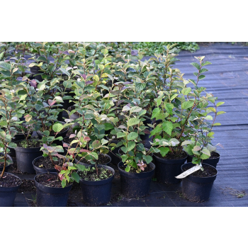 Fotergilla mieszańcowa Sea Spray - Fothergilla x intermedia