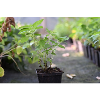 Kocimiętka himalajska - Nepeta govaniana