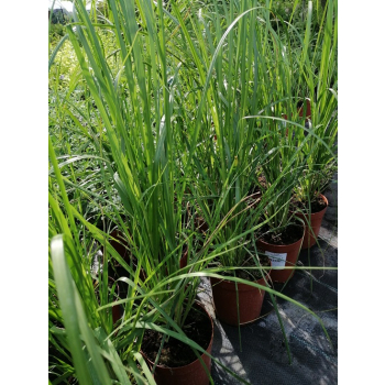 Trawa pampasowa Pink Feather - Cortaderia selloana