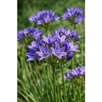 Triteleja niebieska - Brodiaea laxa Koningin Fabiola