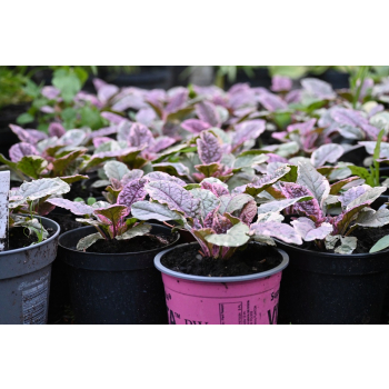 Dąbrówka rozłogowa Burgundy Glow - Ajuga reptans