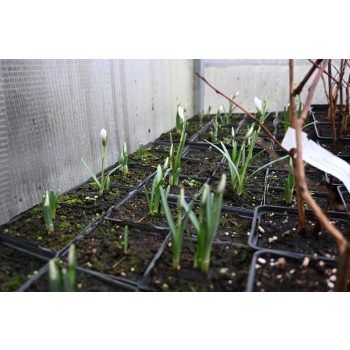 Śnieżyczka - Galanthus nivalis
