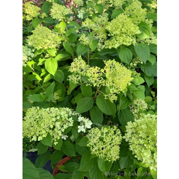 Hortensja bukietowa Limelight-Hydrangea paniculata