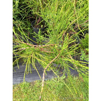 Żywotnik zachodni Filiformis-Thuja occidentalis