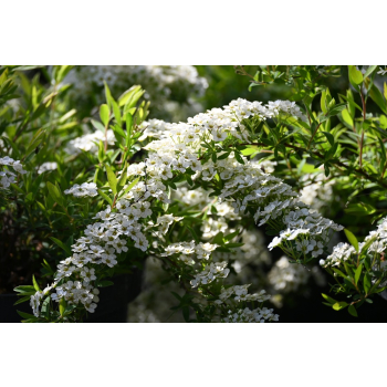 Tawuła szara Grefsheim - Spiraea cinerea