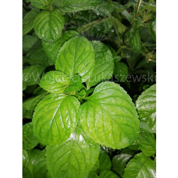 Mięta orange-Mentha citrata