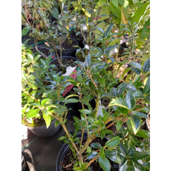 Ostrokrzew Cousin-Ilex