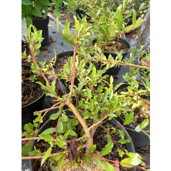 Wierzba arktyczna-Salix arctica var. petraea