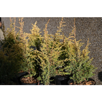 Jałowiec pospolity Suecica Aurea-Juniperus communis