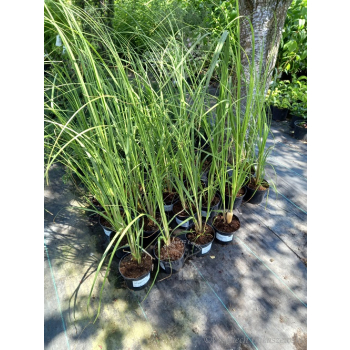 Trawa pampasowa Rosea-Cortaderia selloana