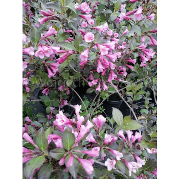 Krzewuszka cudowna Nana Purpurea-Weigela florida