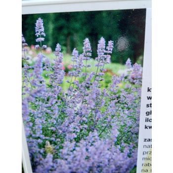 Kocimiętka Faassena Six Hill`s Giant - Nepeta faassenii