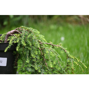 Choina kanadyjska Cole's Prostrate -Tsuga canadensis 0002