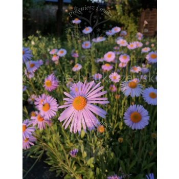 Aster tongolski-Aster tongolensis