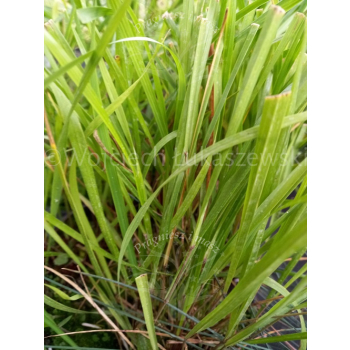 Turówka wonna-Hierochloe odorata