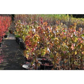 Ambrowiec amerykański - Liquidambar styraciflua
