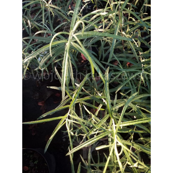 Wierzba mała-Salix exigua
